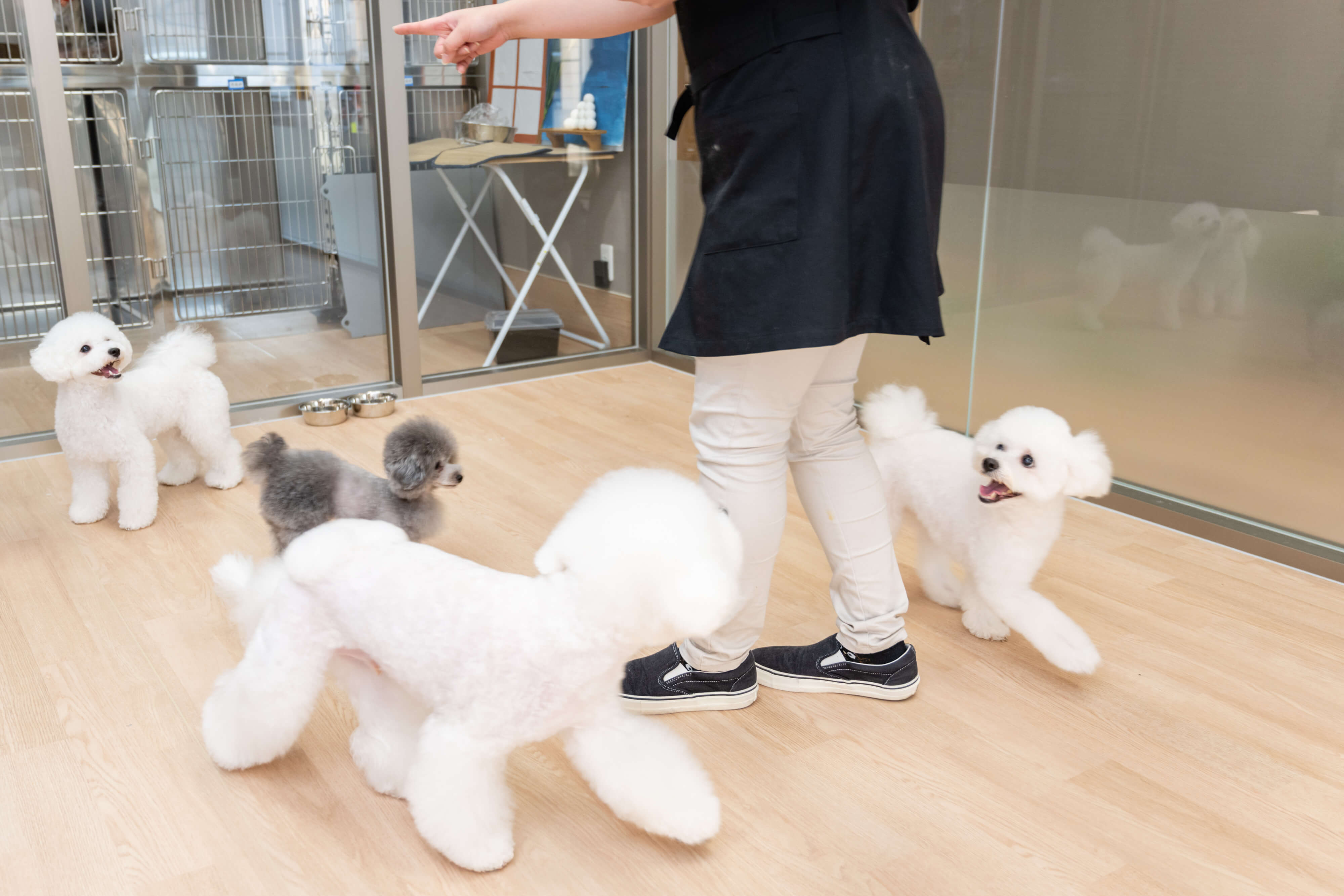 お散歩について