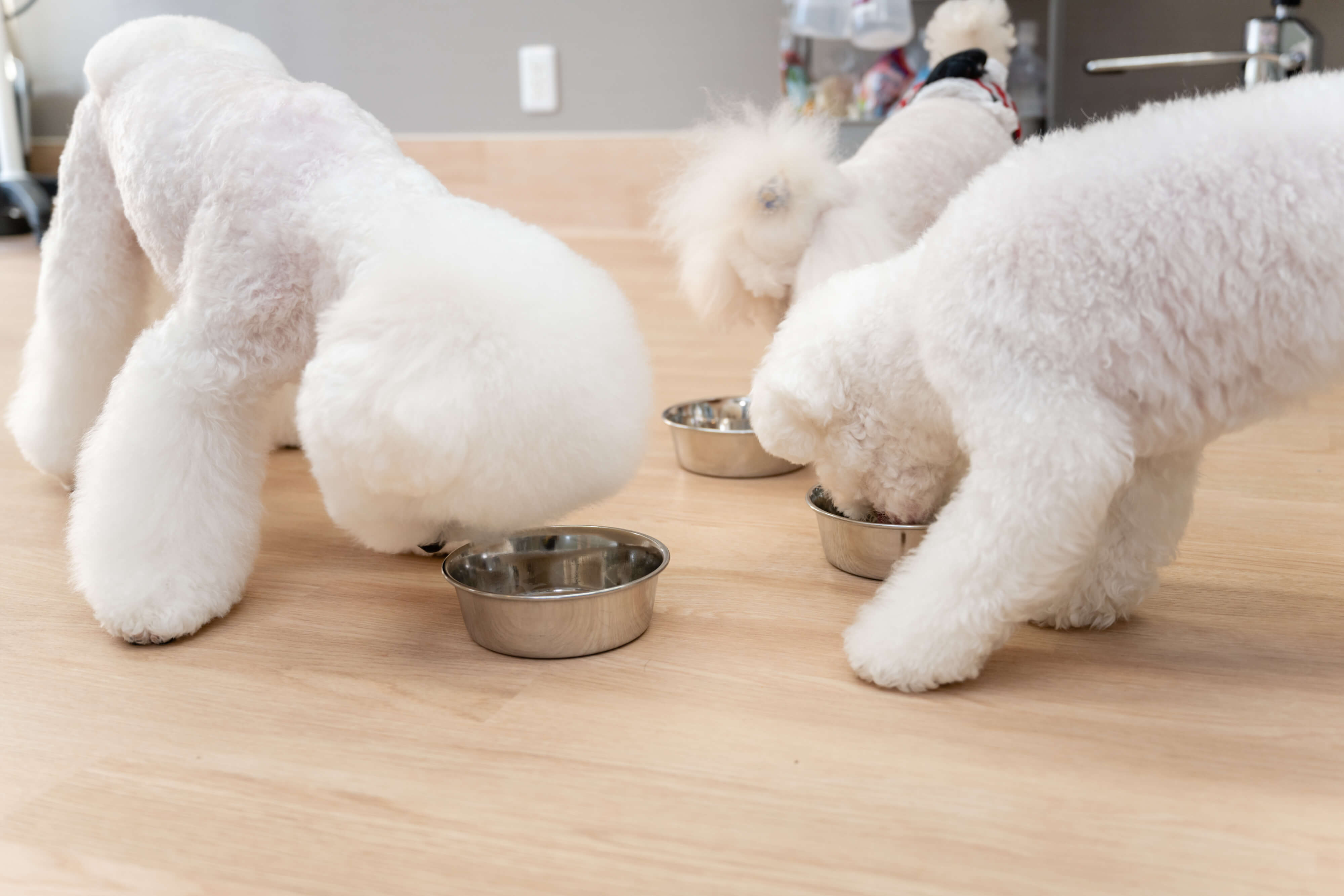お食事について