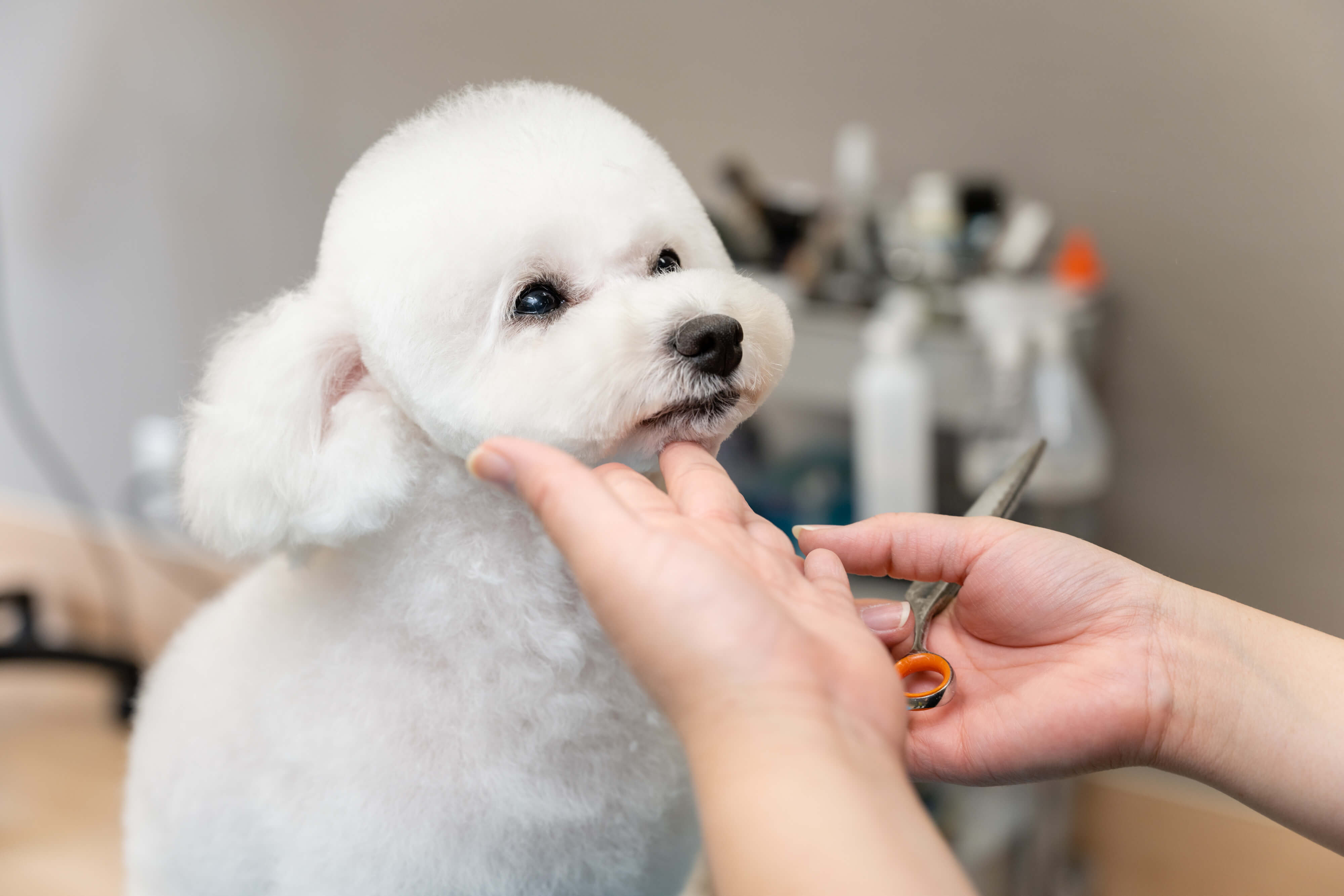 西京区トリミングサロン｜トリミングサロン雅｜桂｜南区・右京区・向日