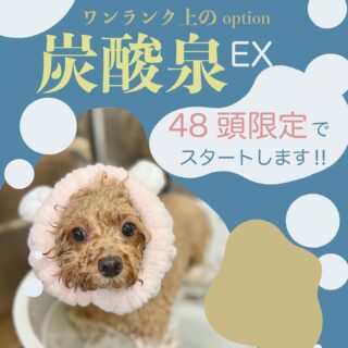 【数量限定！お取り置き必須のスパークリングエステのご案内】

いつもご利用ありがとうございます。
the trimming西京桂店 雅です。

心地よい春も終わり、ジメジメとした梅雨の季節がやってまいりました☔
高湿度なこの時期は、より雑菌が繁殖しやすく肌トラブルが起きやすい環境です😭
今回はそんな梅雨を楽しく！
ワンちゃんの被毛やお肌を整え元気に過ごせるようなキャンペーンをご用意しました❣️

年間を通して肌を健康に保つ為にはダメージを減らし、ターンオーバーを整えていくことが大切！
スパークリングエステでは角質ケア成分配合の生炭酸泉で古い角質を優しく落としお肌を滑らかに。
さらに血行促進で新陳代謝UPさせる効果が期待できます✨

ーーーーーーーー

☆内容
通常のコース料金に¥1,100（キャンペーン価格)追加でスパークリングエステをご利用頂けます。
＊入浴中のスペシャルフォトをデータにてプレゼントの特典付き🛁

☆期間
個数限定！無くなり次第終了とさせて頂きます。
お電話にてご予約日までのお取り置きも可能です❤️‍🔥

この機会に是非一度お試しください♪

the trimming西京桂店 雅