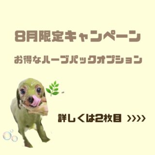 【本日から‼️8月限定キャンペーン】

今年も京都の蒸し暑い夏がやってきましたね🌻
夏のきつい紫外線を浴びることで皮膚にダメージを受け
意外とわんこにとってお肌のトラブルが多い季節です⚡️
この季節にぴったりの虫除け効果にも期待できる
さっぱりハーブパックのキャンペーンをご用意しました🌟

𓐄 𓐄 𓐄 𓐄 𓐄 𓐄 𓐄 𓐄 𓐄 𓐄 𓐄 𓐄 𓐄 𓐄 𓐄 𓐄 𓐄 𓐄

☁️いつものハーブメニューに保湿浴＋肉球ケアがつく
 期間限定スペシャルオプション
☁️お手軽に楽しみたい方はAハーブスパコース
ハーブの効果をより感じたい方はBハーブパックコースがオススメです✔

☁️Bコースはグリニーズガム＋チェキ風写真プレゼントの今だけスペシャル特典付きです(写真データご希望の方はお声かけください🪄)

𓐄 𓐄 𓐄 𓐄 𓐄 𓐄 𓐄 𓐄 𓐄 𓐄 𓐄 𓐄 𓐄 𓐄 𓐄 𓐄 𓐄 𓐄
是非この機会にお試しください🎀