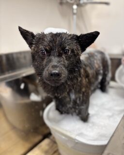 ご利用ありがとうございました😊

#京都#京都西京区#動物病院京都#動物病院京都西京桂院#動物病院併設トリミングサロン#京都トリミングサロン#ペットホテル#トリミングサロン雅#シャンプーコース#シニアトリミング#dogstagram#犬が好きな人と繋がりたい #ふわもこ部#grooming#犬#dog#カットスタイル#桂トリミング#もこもこ犬#trimming