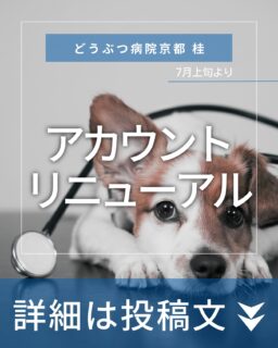 🏥 ✨
【アカウントリニューアルのお知らせ 】

いつも当アカウントをご覧いただき、ありがとうございます。
この度、こちらのアカウントを「どうぶつ病院専用アカウント」としてリニューアルいたします！

これまでは、併設トリミングサロンの投稿をメインにお届けしてまいりましたが、今後は動物病院として皆様にお伝えしたい情報を中心に発信してまいります。

🌟トリミングサロン🌟
併設トリミングサロン「the trimming 西京桂店 雅」の
最新情報は、専用アカウント [@the_trimming_miyabi] にてご覧いただけます！
ぜひフォローをお願いします！

ー重要ー 
こちらのリニューアルに伴い、
これまでの投稿は2025/6/30（月）をもって全て削除とさせていただきます。
過去の投稿で気になるものがございましたら、お早めにDMにてお声かけください📩

今後とも、大切な家族の一員であるどうぶつたちの健康を私たちは全力でサポートしてまいります。

#どうぶつ病院京都桂 #動物病院 #京都 #桂 #阪急桂駅 #ペット #犬 #猫  #アカウントリニューアル